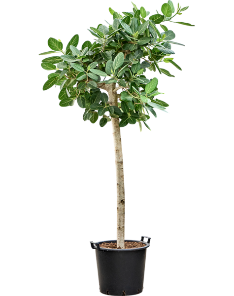 Ficus