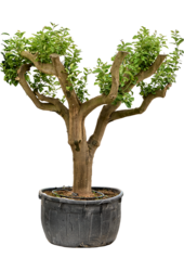 Cytryna