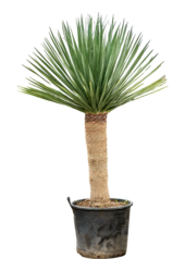 Dracena Draco Compact