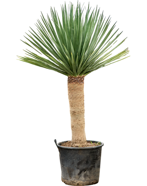 Dracena