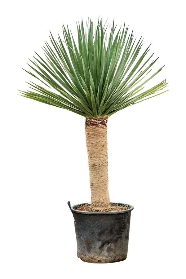 Dracena Draco Compact