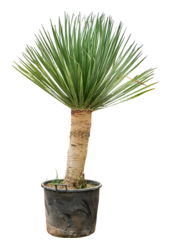 Dracena Draco Compact