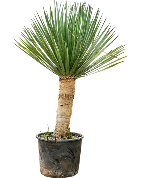 Dracena