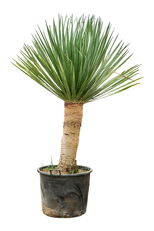 Dracena Draco Compact