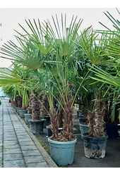 Trachycarpus Fortunei (200-260)
