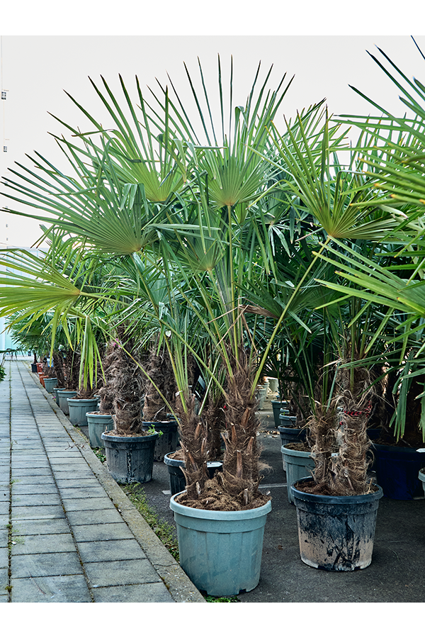 Trachycarpus Fortunei (200-260)