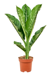 Dieffenbachia Seguine Caiman