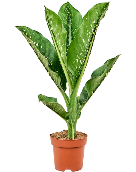 Dieffenbachia