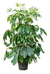 Schefflera Actinophylla Amate (170-220)