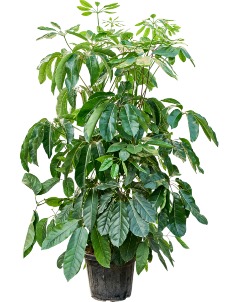 Schefflera