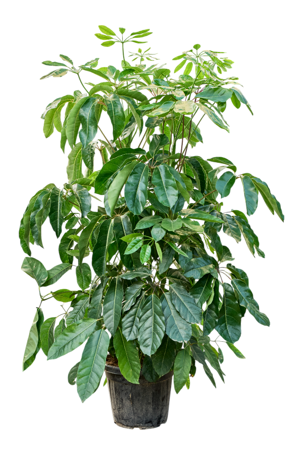 Schefflera Actinophylla Amate (170-220)
