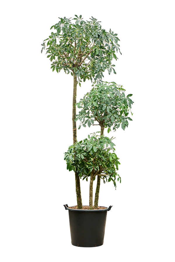 Szeflera Arboricola Compacta
