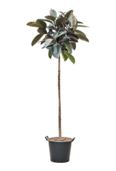 Ficus Elastica Abidjan