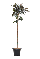 Ficus Elastica Abidjan