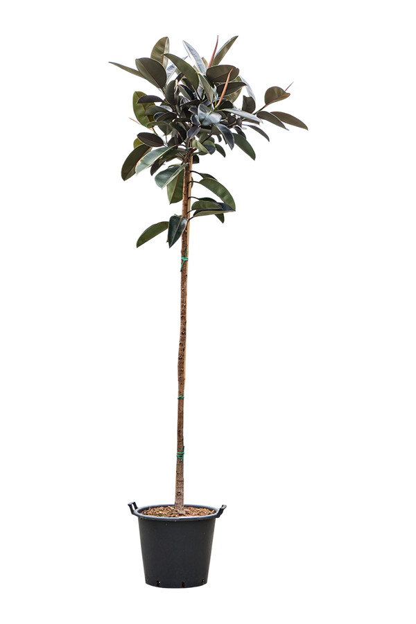 Ficus Elastica Abidjan