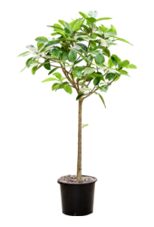 Ficus Benghalensis Audrey