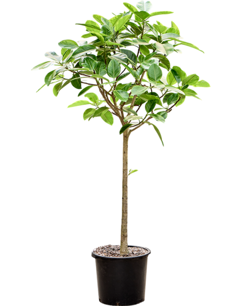 Ficus