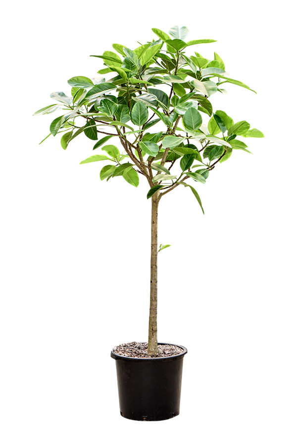 Ficus Benghalensis Audrey