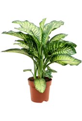 Dieffenbachia Seguine Maroba