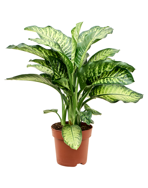 Dieffenbachia