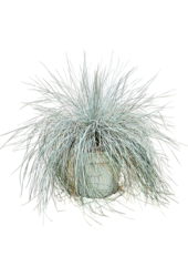 Festuca Glauca Intense Blue