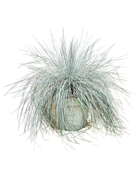 Festuca