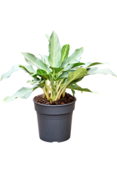 Aglaonema Duch