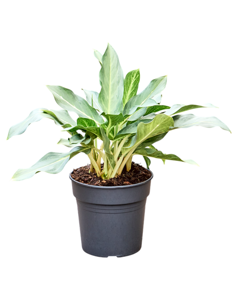 Aglaonema