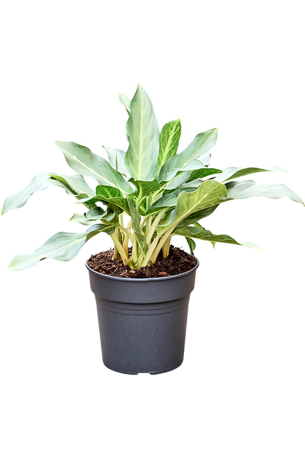 Aglaonema Duch