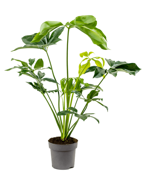 Filodendron