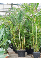 Dypsis (Areca) Lutescens