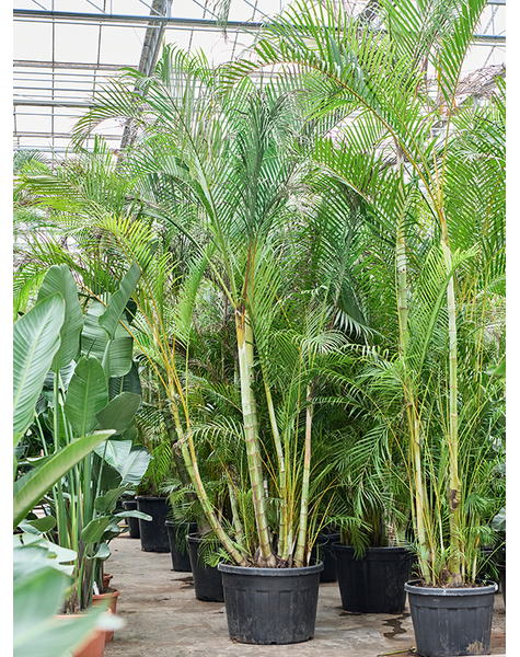 Dypsis