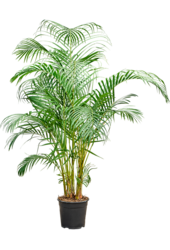 Dypsis (Areca) Lutescens