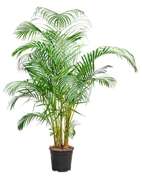 Dypsis
