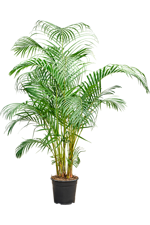 Dypsis (Areca) Lutescens