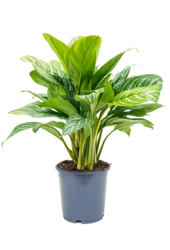 Aglaonema Stripes