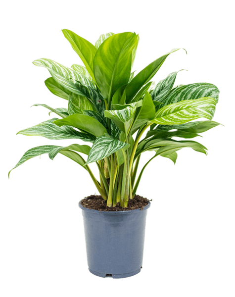Aglaonema