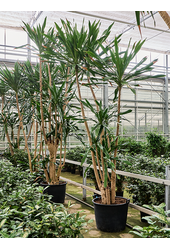 Dracena Gymea (420-480)