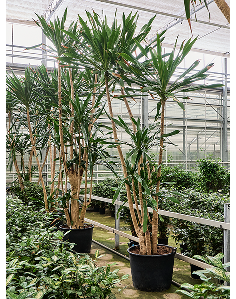 Dracena