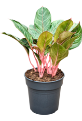 Aglaonema Princess
