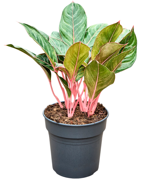 Aglaonema