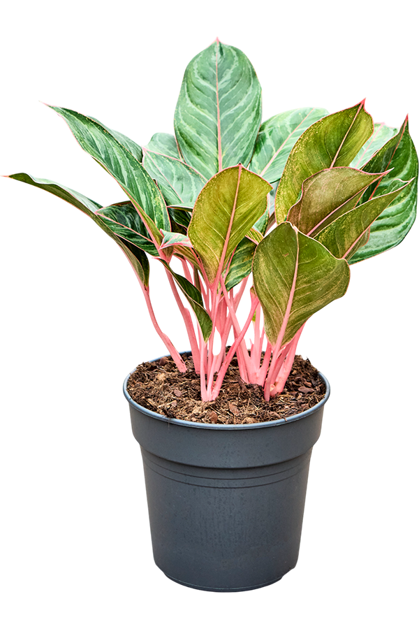 Aglaonema Princess