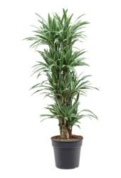 Dracena Deremensis Warneckei