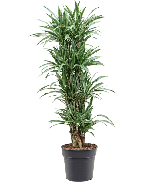 Dracena