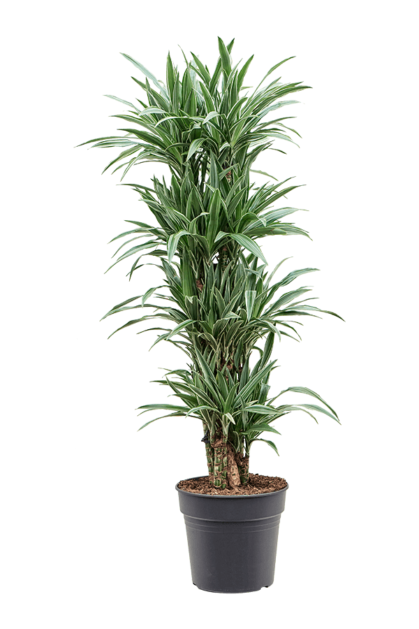 Dracena Deremensis Warneckei