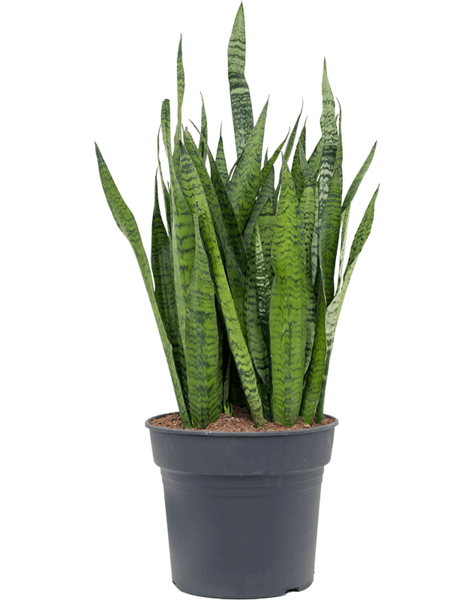 Sansevieria