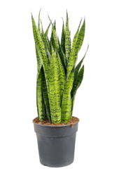 Sansewieria Zeylanica