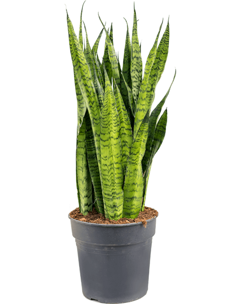 Sansevieria
