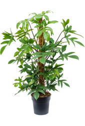 Filodendron Pedatum