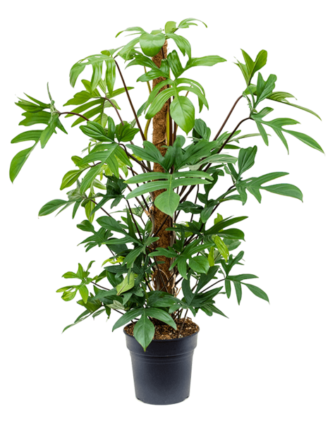 Filodendron